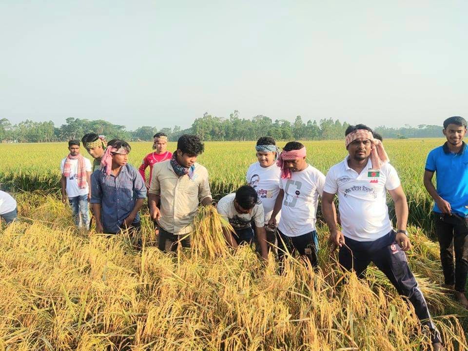 গোপালগঞ্জে রোজা রেখে পাকা ধান কেটে কৃষকের মুখে হাঁসি ফুটিয়েছে জেলা ছাত্রলীগ