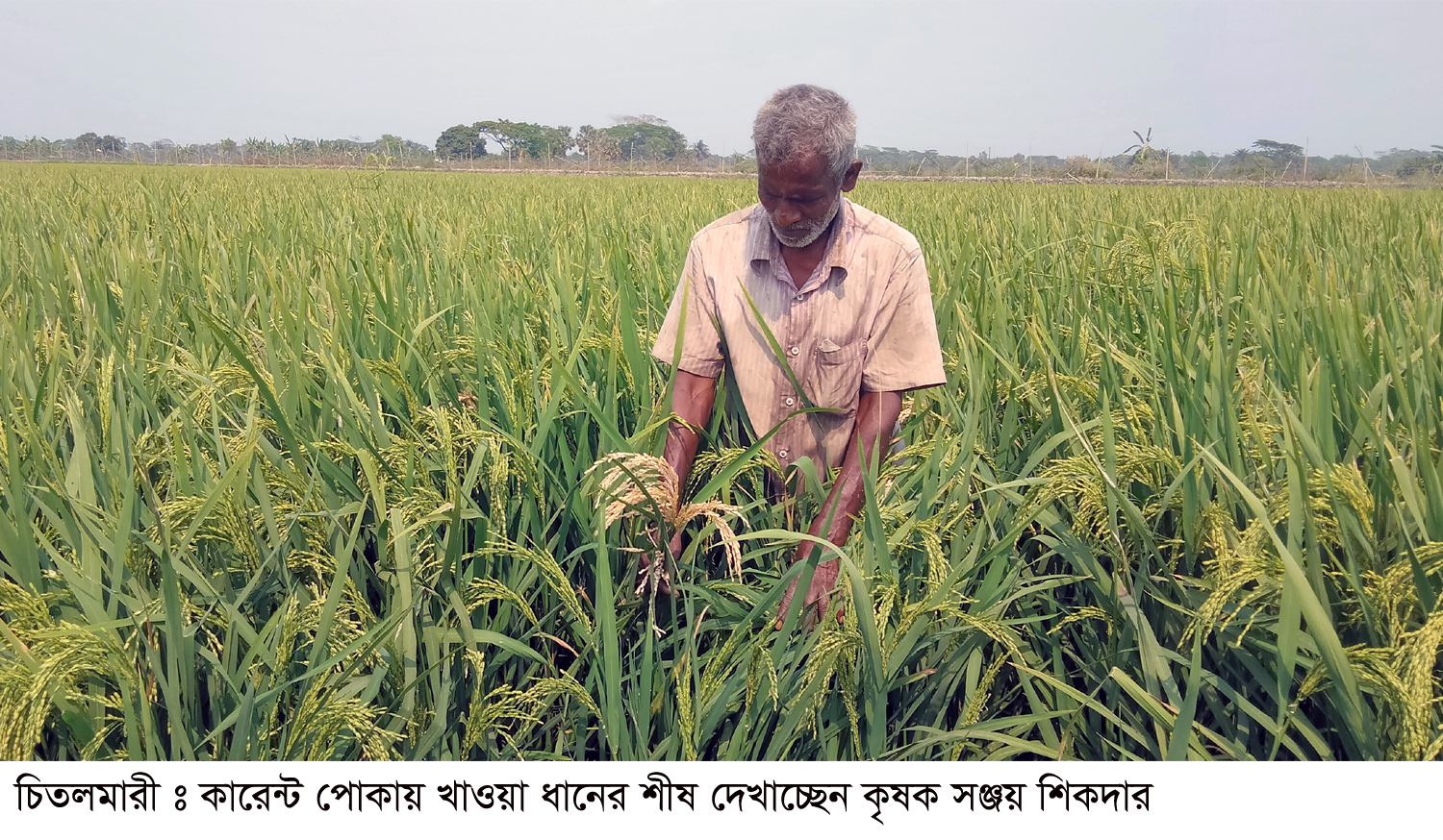 দিশেহারা