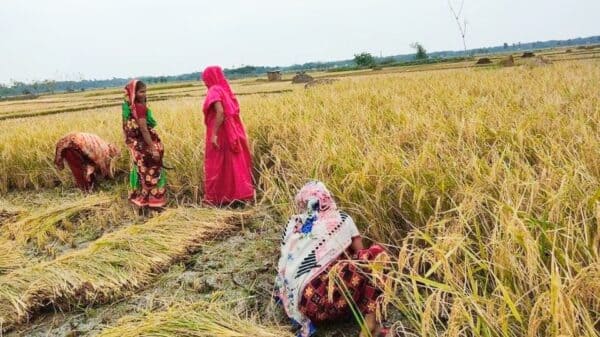 নড়াইলে গ্রেফতার আতংকে এলাকা পুরুষ শুন্য ধান কাটছে মহিলারা